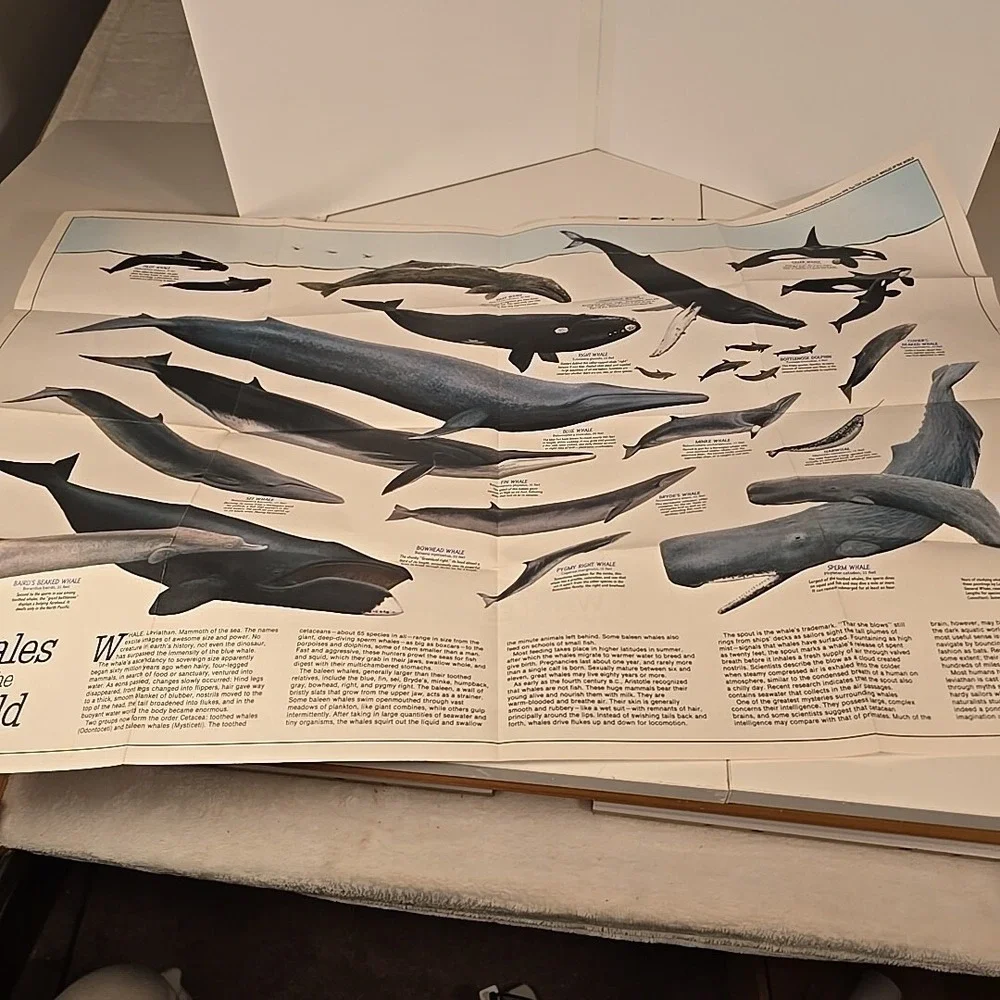 National Geographic Aug 79 Map Bird Migration In The‎ Americas & Whales Of World